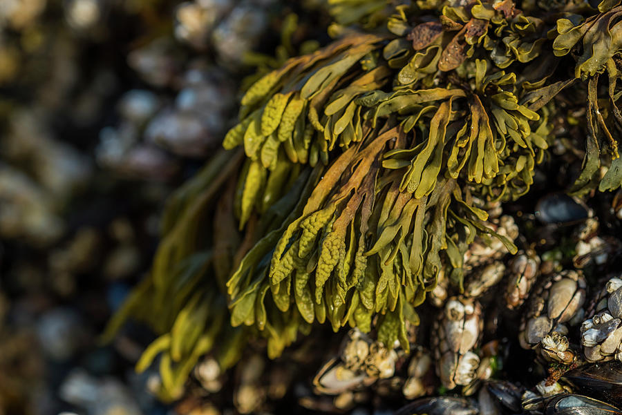 Algae and Barnacles Photograph by Robert Potts