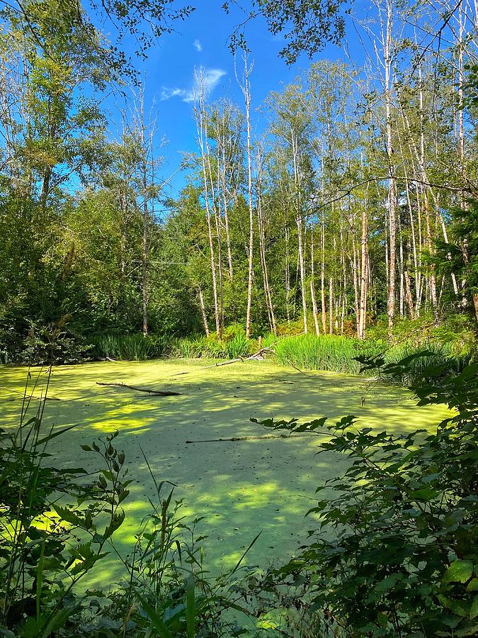 Algae Covered Forest Pond Photograph by Jerry Abbott