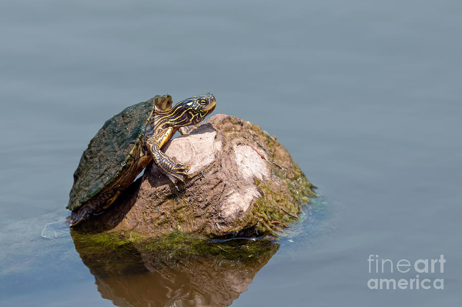 Algae-covered Painted Turtle Photograph by Alma Danison