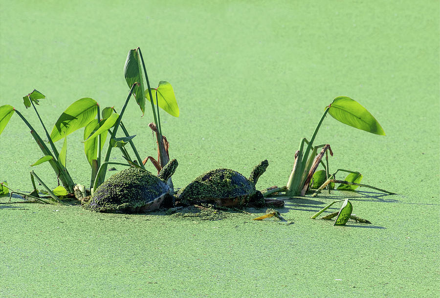 Algae Covered Turtles Photograph by Gordon Ripley