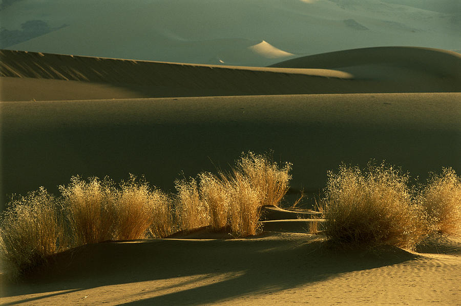 Algeria, Sahara Desert, bushes growing on sand dunes Photograph by Frans Lemmens