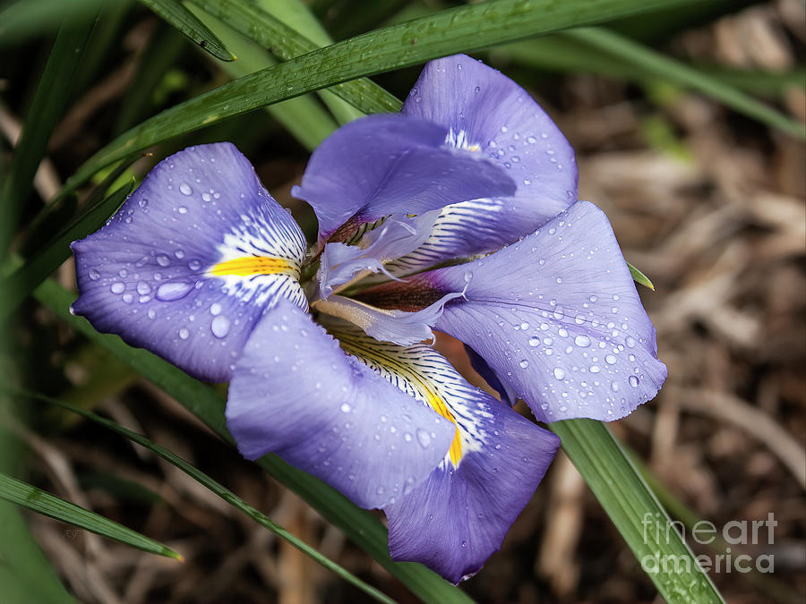 Algerian Iris - Iris unguicularis 2 Photograph by Elaine Teague