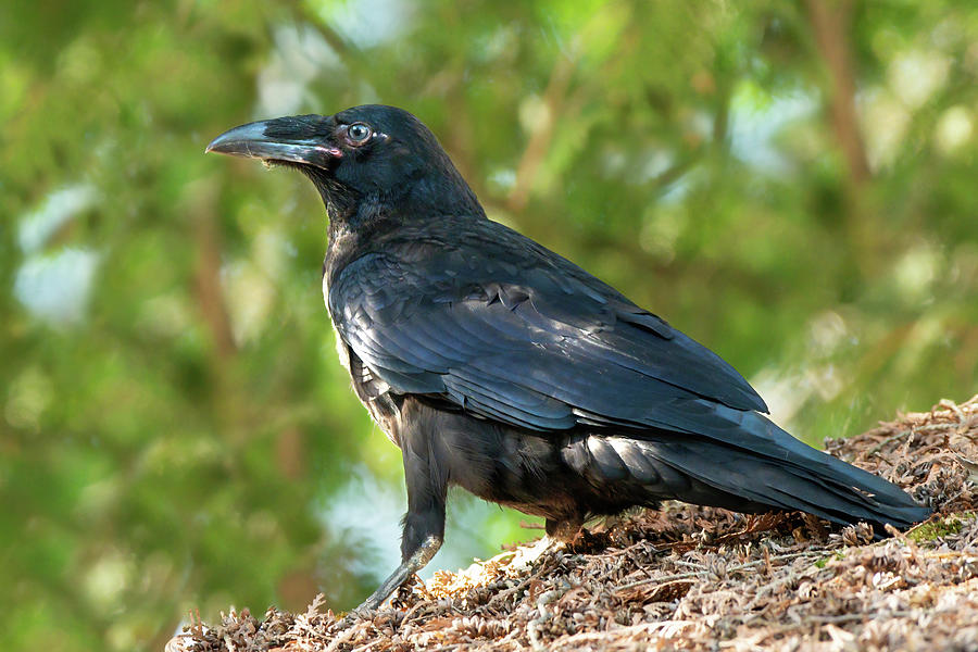 Algonquin Common Raven 2021 01 Photograph by Judy Tomlinson - Fine Art ...