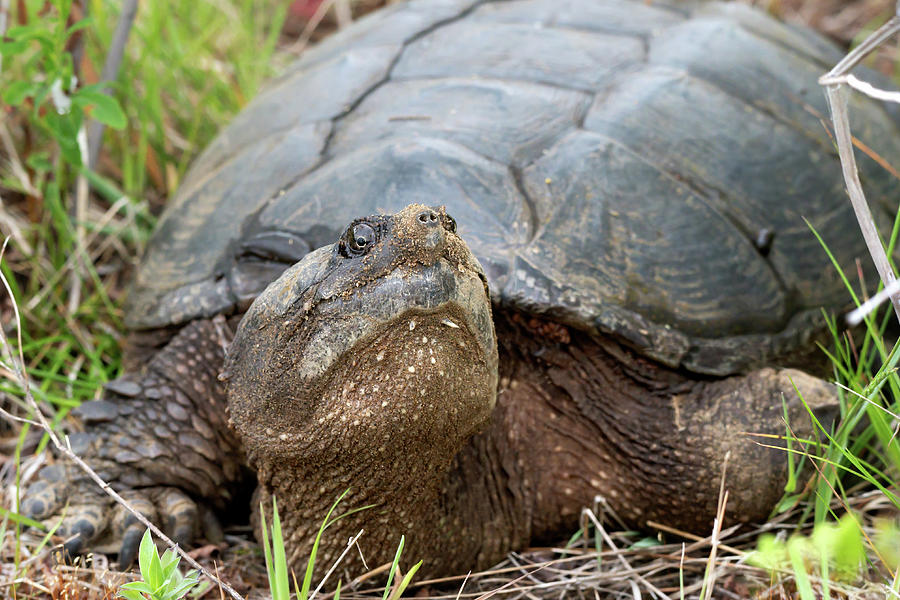 Algonquin Snapping Turtle 2021 01 Photograph by Judy Tomlinson - Fine ...