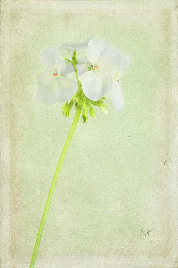 White Geranium 2 Photograph by Elaine Teague
