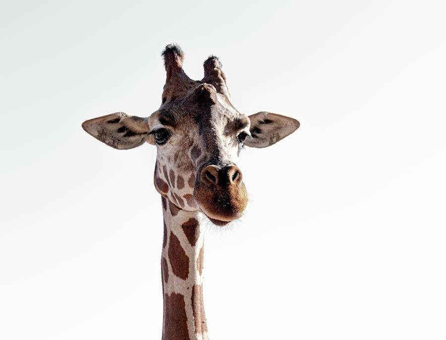 Giraffe Photograph - Alice by Kate Wiltshire
