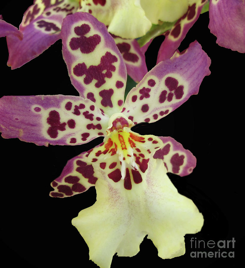 Aliceara Clownish Cotton Candy Orchid  Photograph by Ruth Jolly
