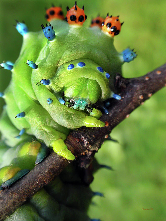 Alien Nature Cecropia Caterpillar Photograph by Christina Rollo
