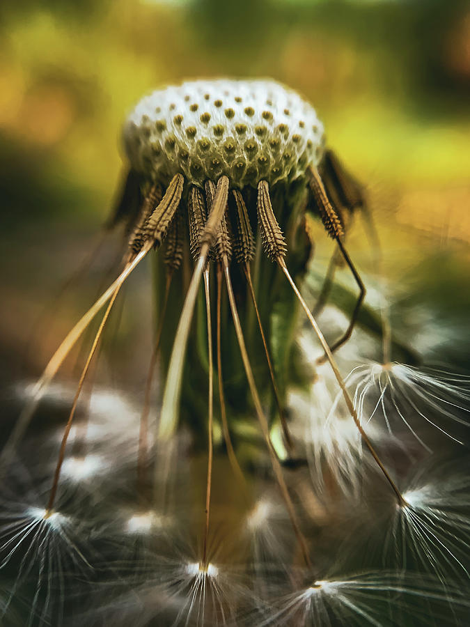 Alien or dandelion Photograph by Jim Feldman