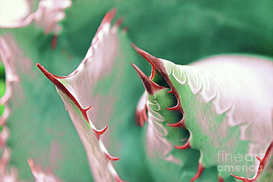 Alien Succulents Photograph by Susan Vineyard