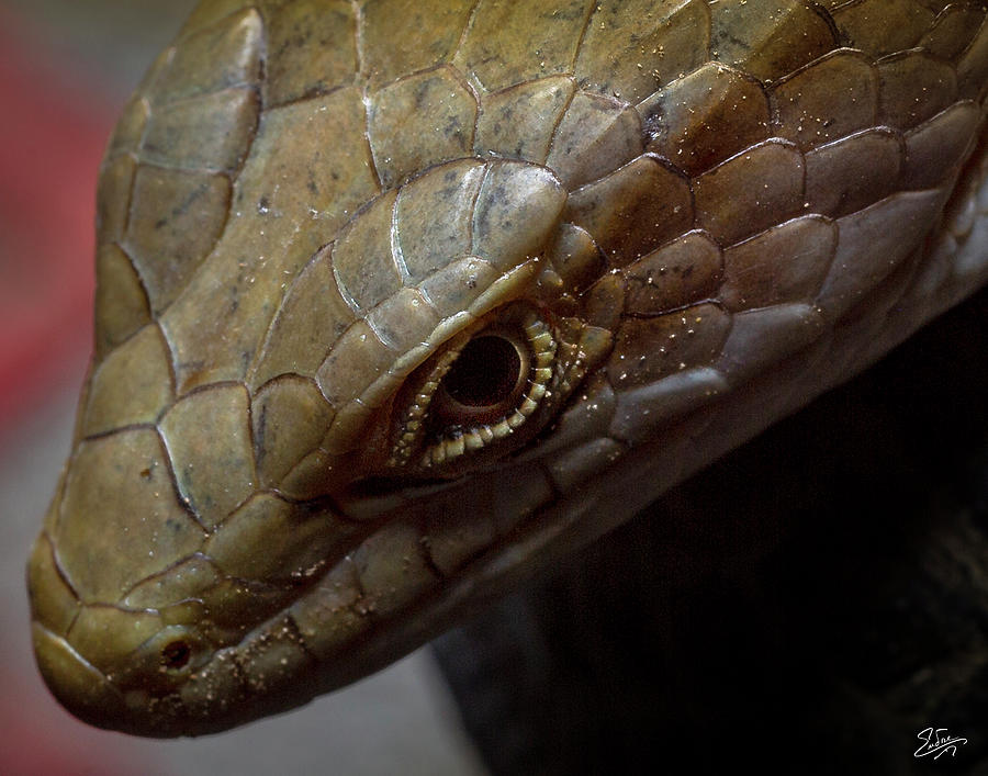 Aligator Lizard Closeup Photograph by Endre Balogh