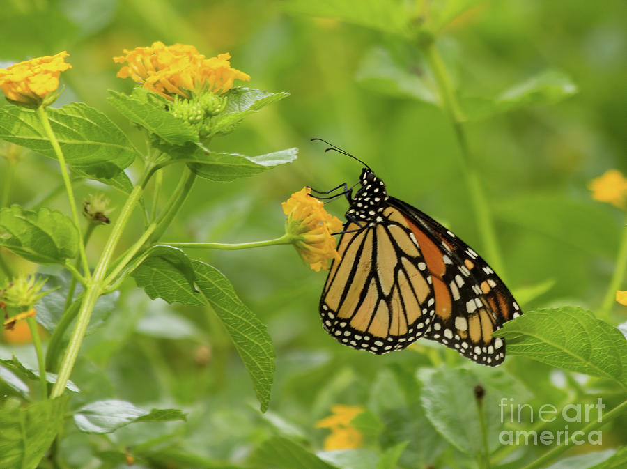 Alighted on Lantana  Photograph by Michelle Tinger