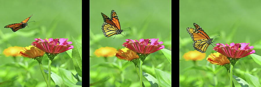 Alighting - Monarch Butterfly - Zinnia Garden Photograph by Nikolyn McDonald