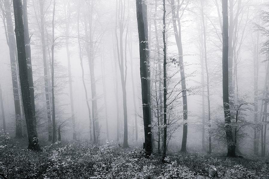 Alingment of trees bw Photograph by Cosmin Stan