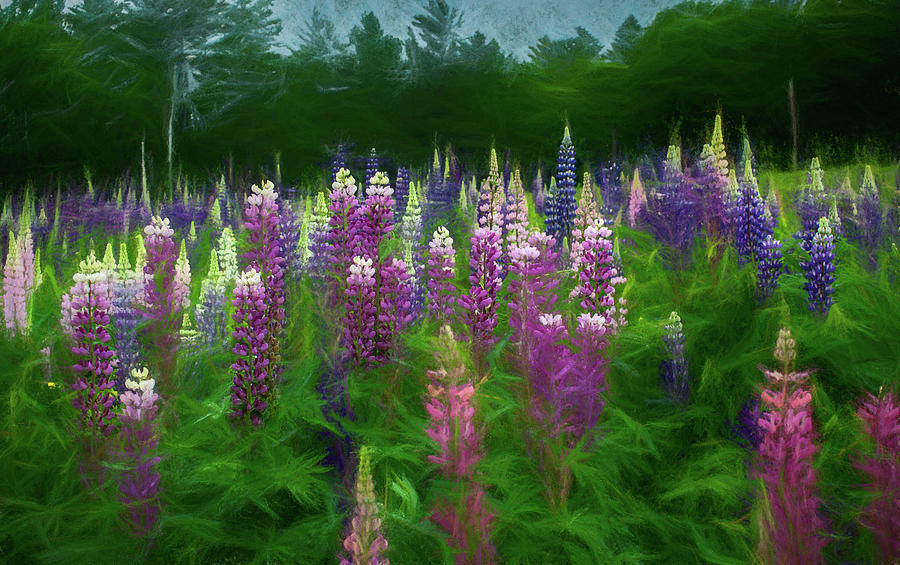 Alive in a Lupine Storm Photograph by Wayne King