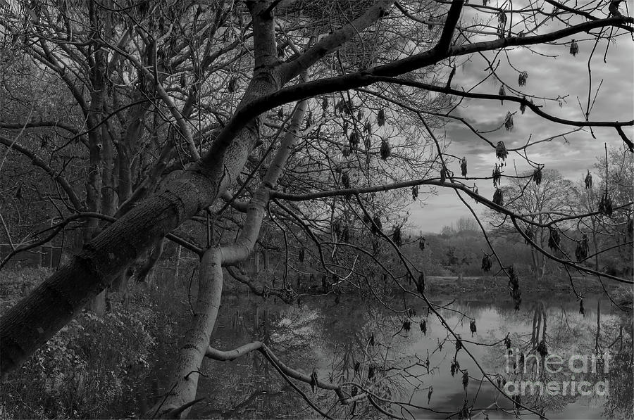 Alkington Woods, fishing lake in Monochrome Photograph by Pics By Tony