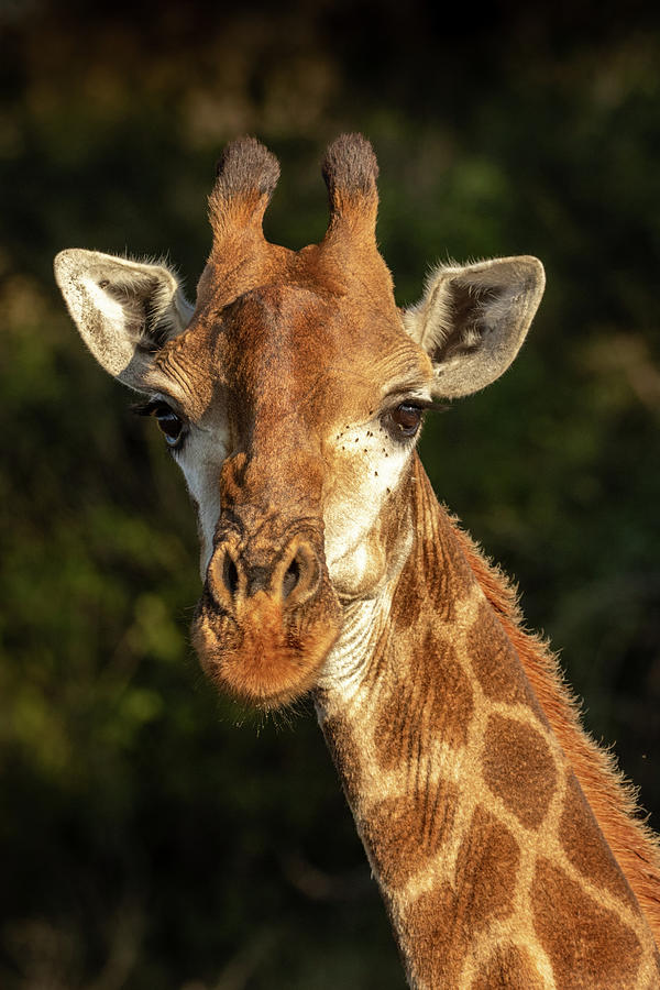 All About the Eyes Photograph by MaryJane Sesto - Fine Art America