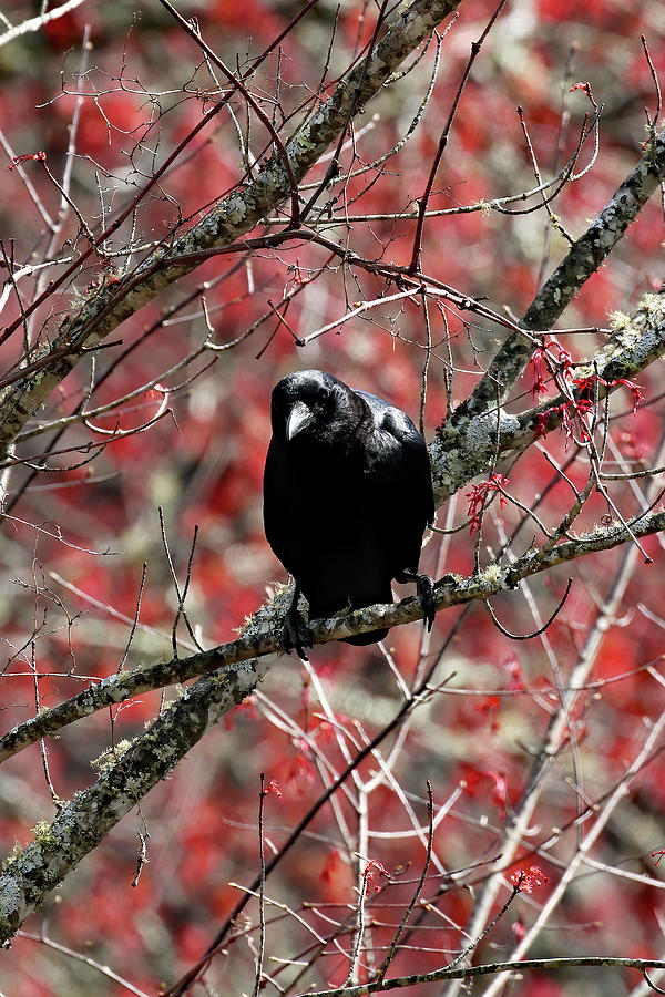 All American Crow Photograph by Jennifer Robin