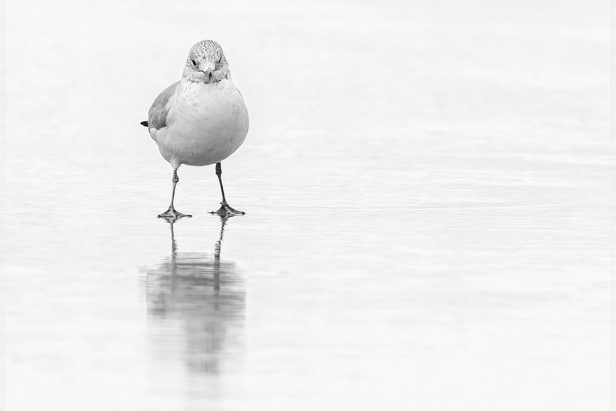 All By Myself Photograph by Dawn Currie