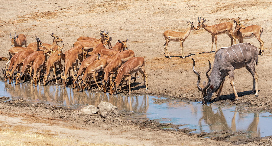All Can Drink at the Waterhole Photograph by Betty Eich