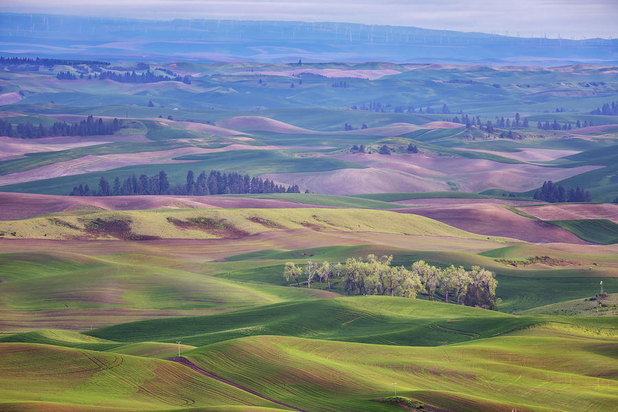 All Colors Of Palouse Photograph by Alex Mironyuk - Fine Art America