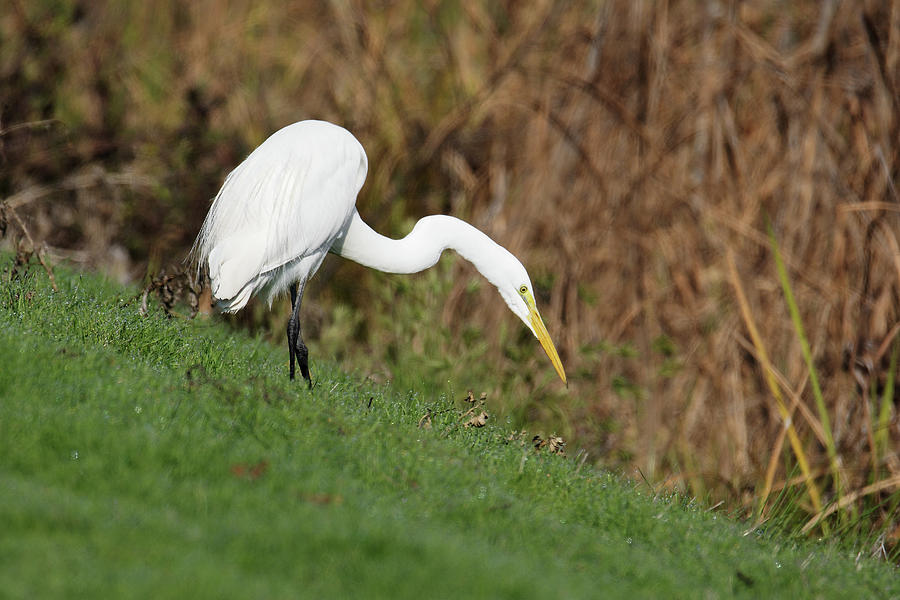 Its All Downhill From Here -- Great Egret at Merced National Wildlife Refuge, California Photograph by Darin Volpe