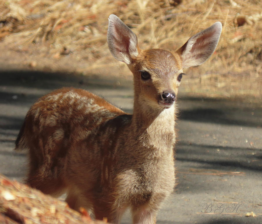 All Ears - Fawn - Wildlife Photography - Baby Deer Photograph by Brooks Garten Hauschild