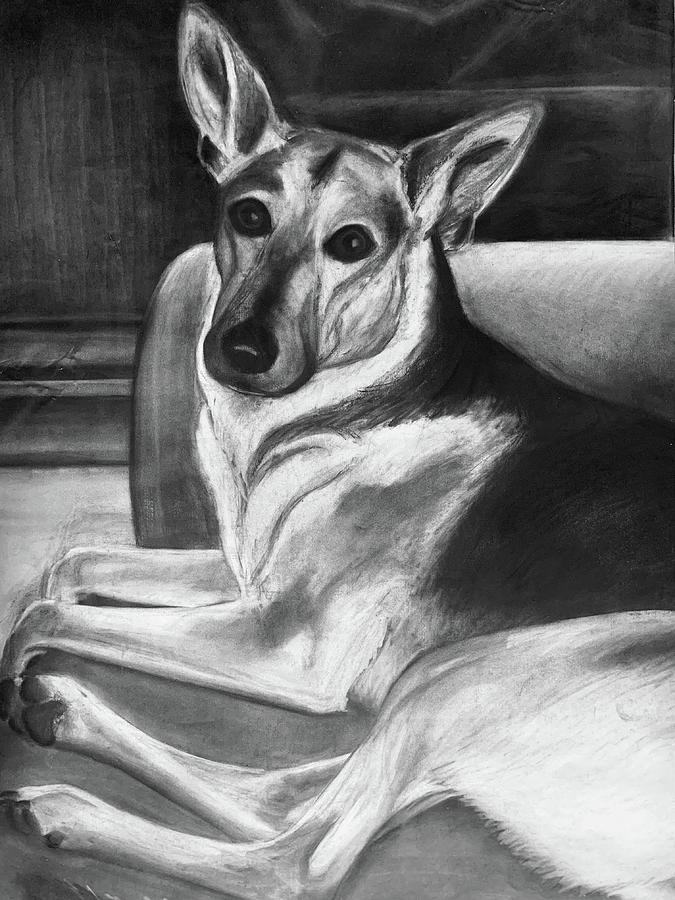 All Ears German Shepherd Drawing Drawing by Jenn Chemasko - Fine Art ...