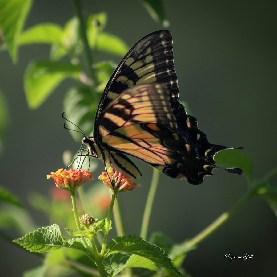 Butterfly Photograph - All in a Days Work II Squared by Suzanne Gaff
