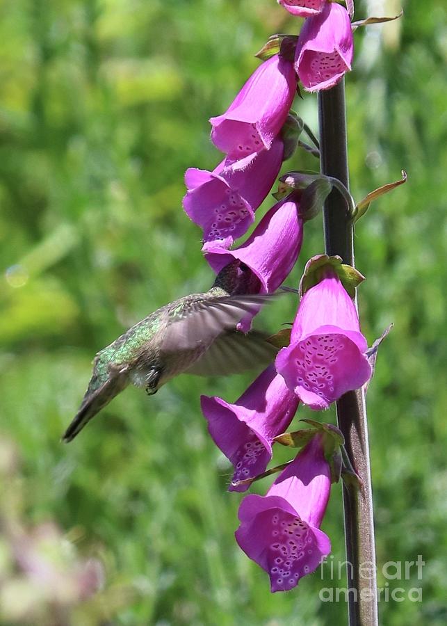 All In Hummingbird Photograph