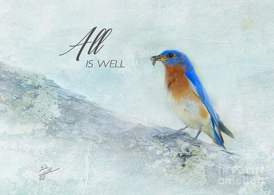 All Is Well, Little Bluebird Photograph by TK Goforth