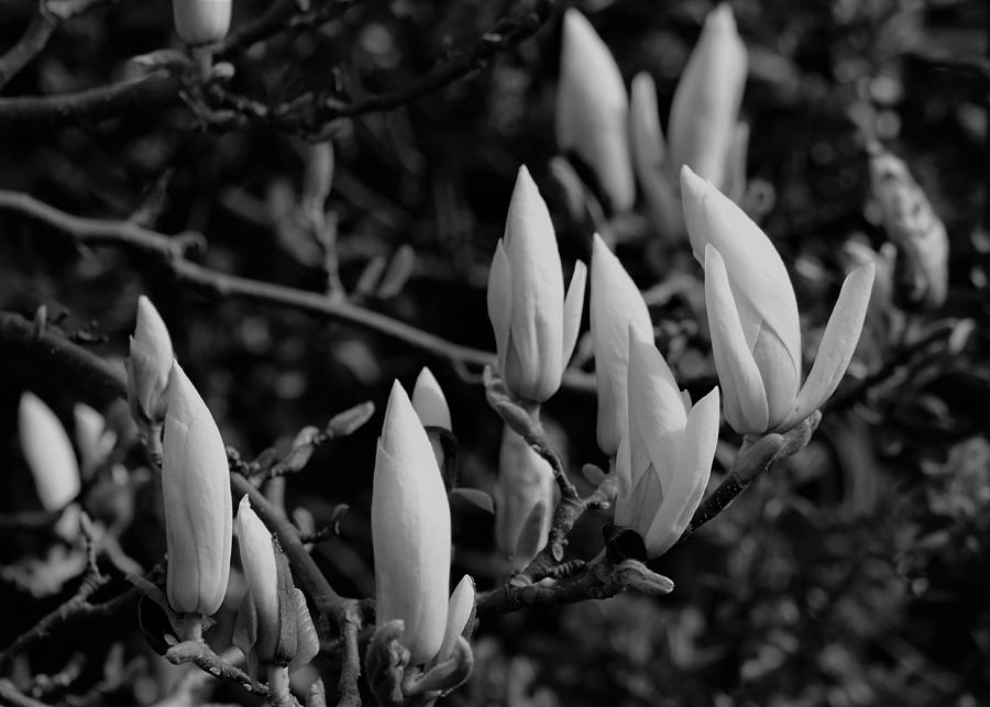 All Magnolia Buds Photograph