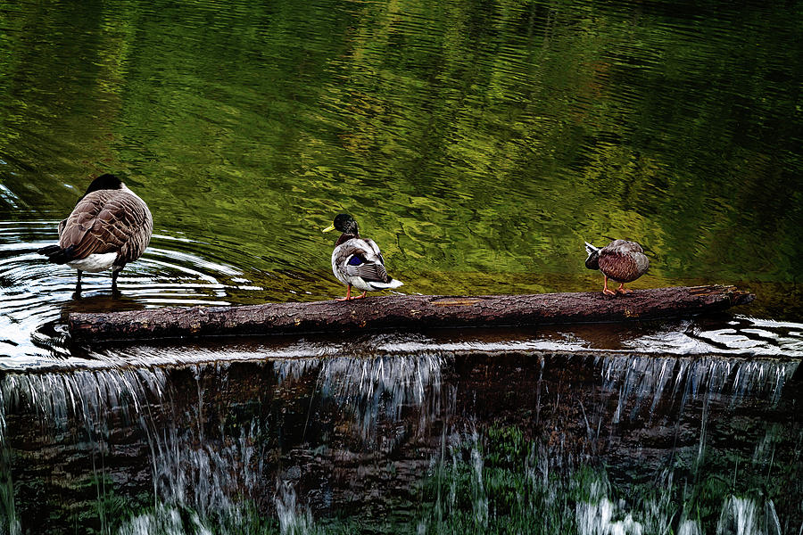 All my ducks in a row Photograph by Camille Lopez