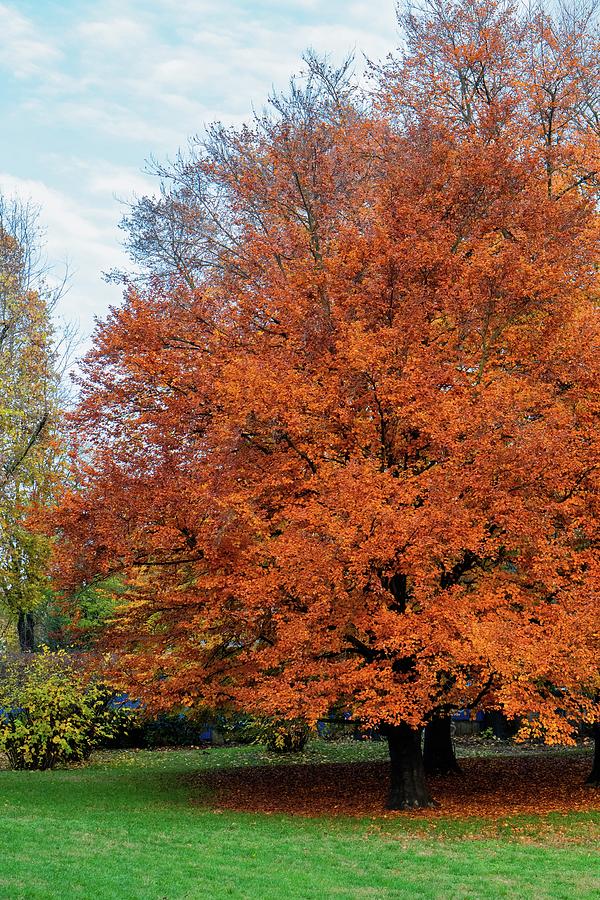 All Natural Organic Trees 90 Photograph by FRANK Designs - Fine Art America