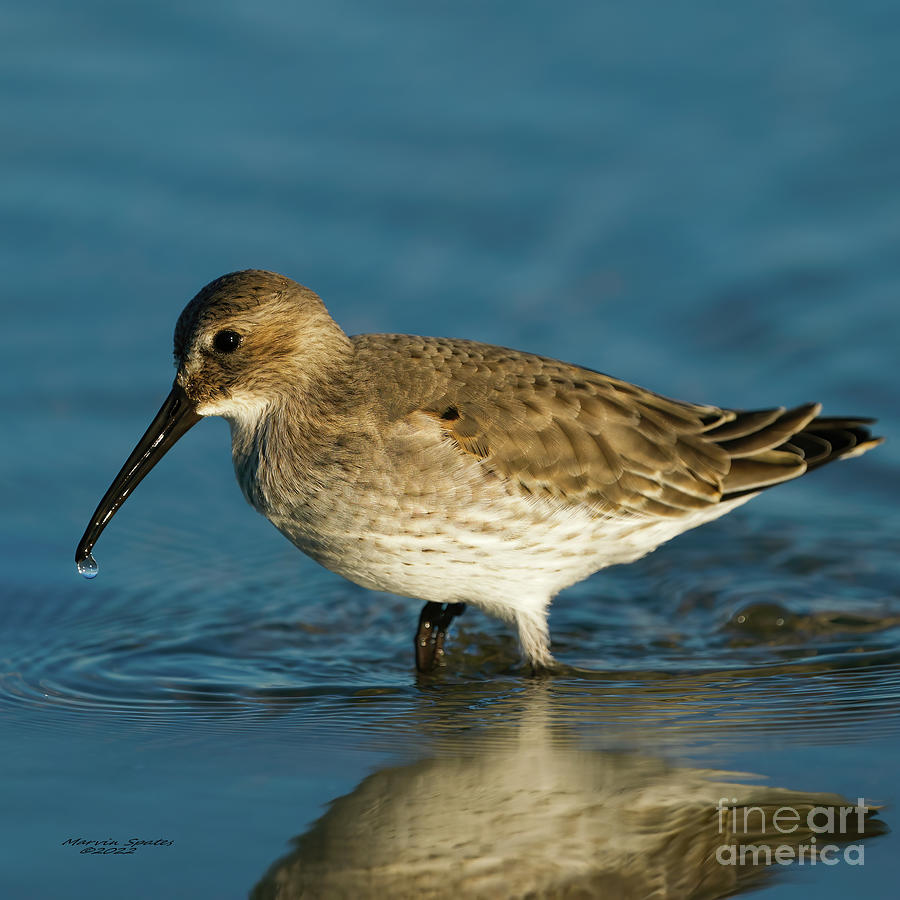 Sandpiper Photograph - All Of Me by Marvin Spates