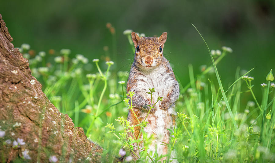 Squirrel In Wild Flowers  Photograph by Jordan Hill
