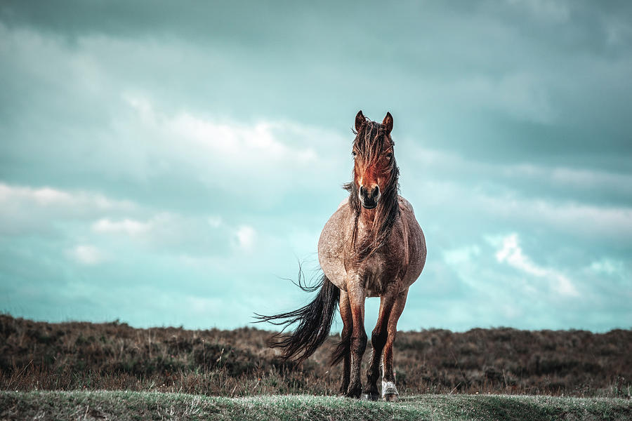 All storms will pass - Horse Art Photograph by Lisa Saint