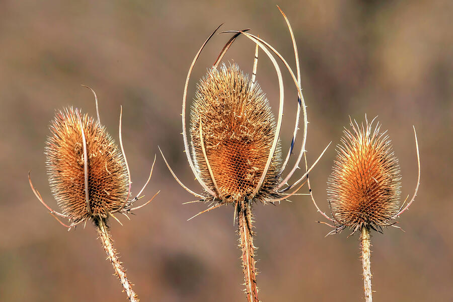 Flower Photograph - All That Remains - Teasel by Donna Kennedy