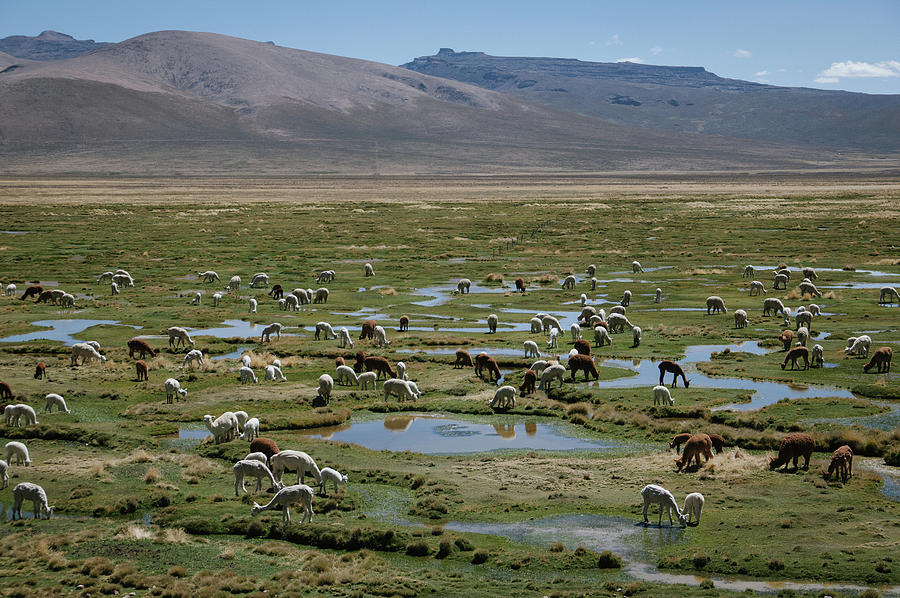 Animal Photograph - All The Alpacas by Tanya Doan