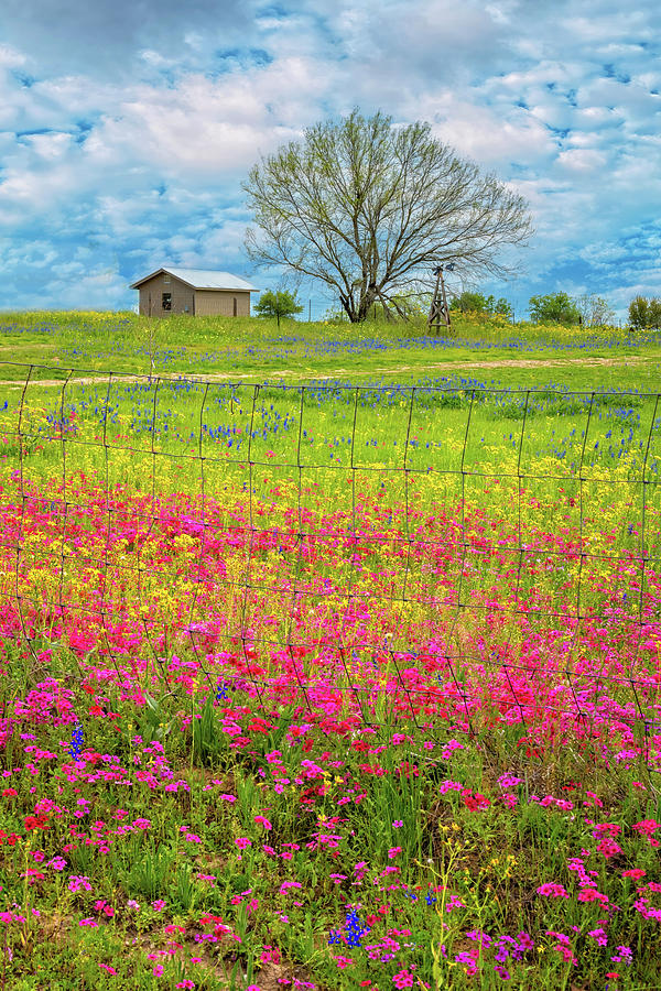 All the Colors of Spring Photograph by Lynn Bauer