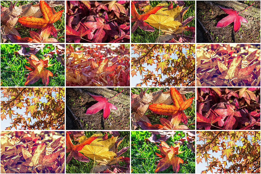 All The Faces Of Autumn Collage 2 Photograph by Joseph S Giacalone