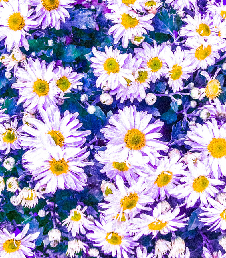 All the Pretty Daisies Blue Photograph by Eileen Backman | Fine Art America