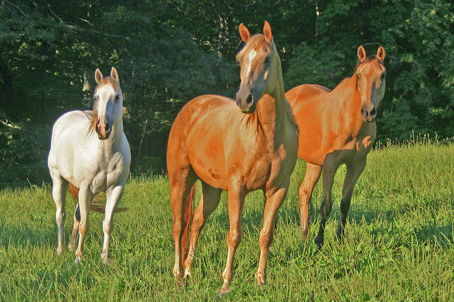 Horses Photograph - All the Pretty Horses by SL Ernst