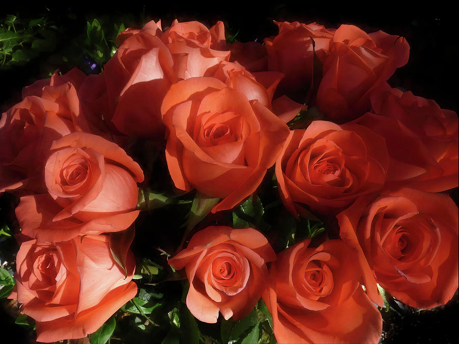 Rose Photograph - All the Roses by Donna Kennedy