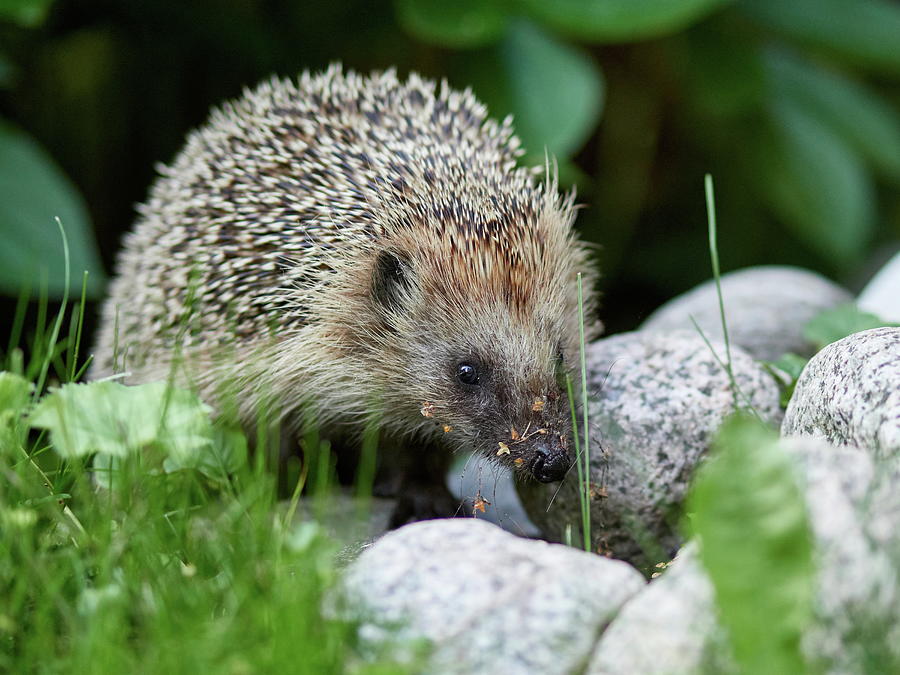 All the seeds all over the nose. European hedgehog Photograph by Jouko Lehto