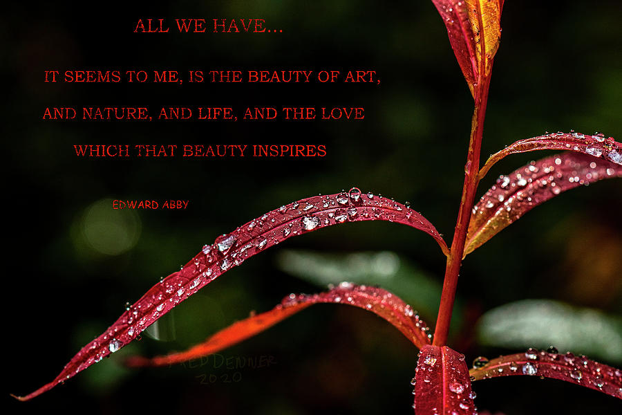 All We Have Photograph by Fred Denner