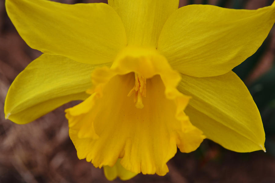 All Yellow Daffodil Close Up Macro Photograph by Gaby Ethington