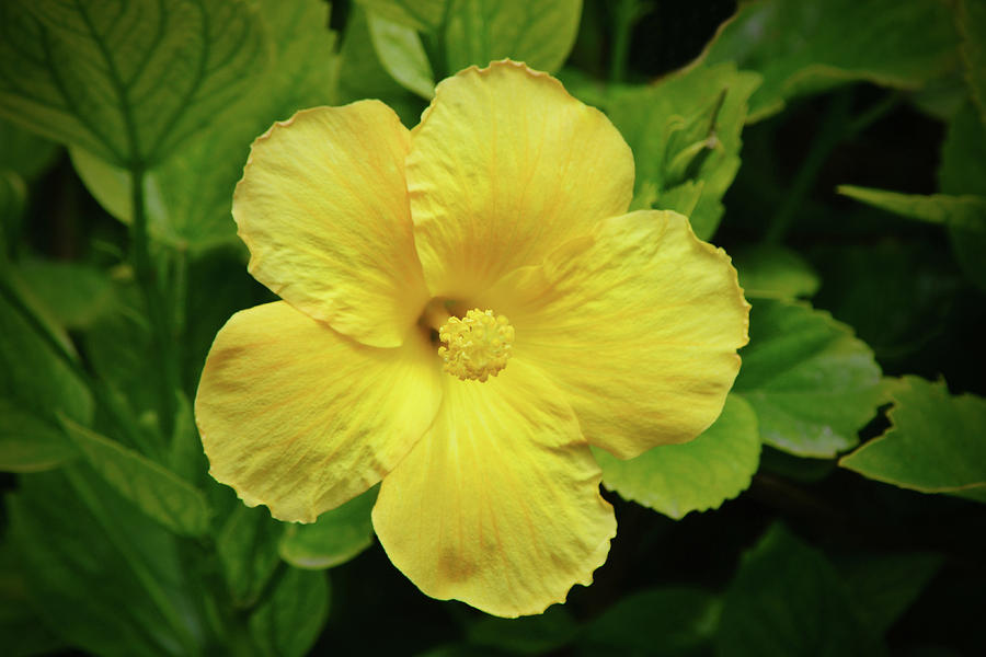 All Yellow Tropical Hibiscus Flower Photograph by Gaby Ethington