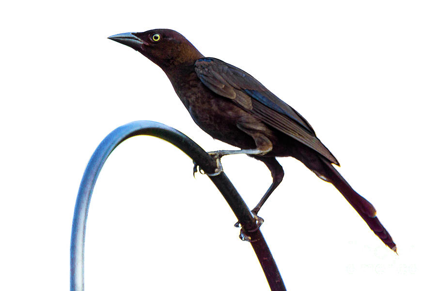 All Your Life, Blackbird Photograph by David Rucker