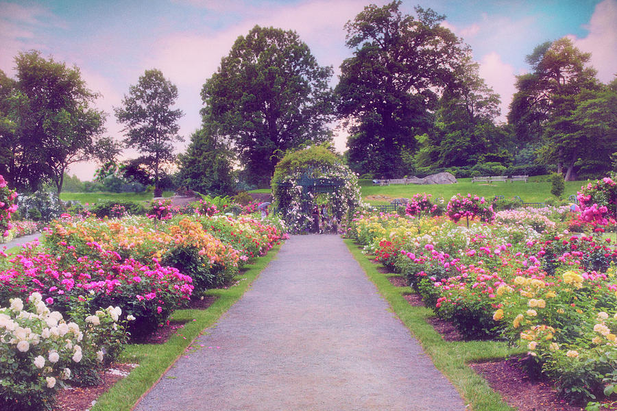 Allee of Roses  Photograph by Jessica Jenney